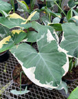 Alocasia Mickey Mouse - Live Plant