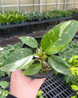 Philodendron White Princess - 6" Live Plant in Ceramic Planter