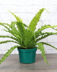Victoria Bird's-Nest Fern - Live Plant