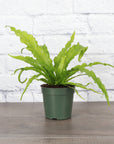 Victoria Bird's-Nest Fern - Live Plant