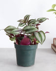 Tradescantia Zebrina - Live Plant