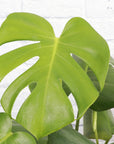 Monstera Deliciosa - Live Plant