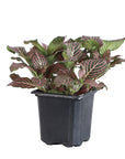 Pink Fittonia Nerve Plant - Live Plant