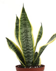 Snake 'Laurentii', Variegated Snake Plant - Live Plant