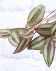 Tradescantia Zebrina - Live Plant