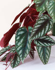 Cissus Discolor - Rex Begonia Vine - Live Plant: 4" Pot