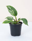 Philodendron White Princess - 6" Live Plant in Ceramic Planter