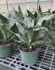 Snake 'Zeylancia', Snake Plant - Live Plant