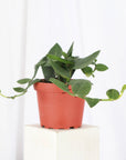 Rhaphidophora Korthalsii 4" - Shingle Plant - 4" Live Plant