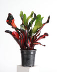 Mammy Croton - Live Plant