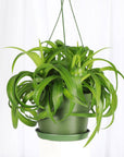 Curly Spider Plant - Hanging - 6" Live Plant
