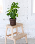 Monstera Deliciosa - Live Plant