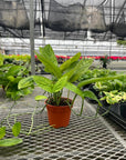 Monstera Peru - Live Plant