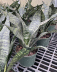 Snake 'Zeylancia', Snake Plant - Live Plant