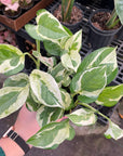 Pearls and Jade Pothos - Live Plant