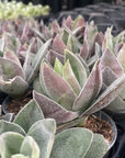 Garnet Lotus Crassula - 2" Live Plant