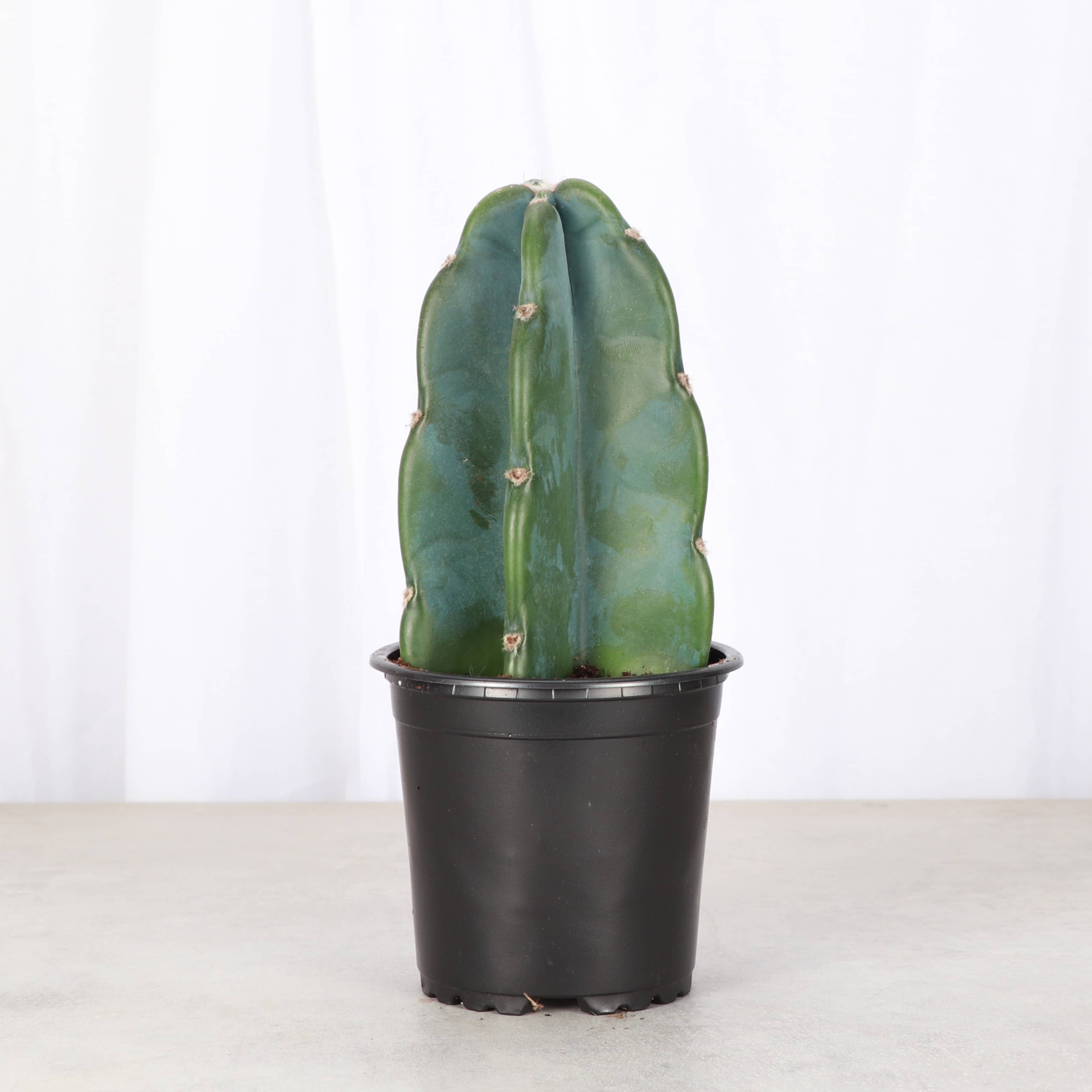 Cuddly Cactus - 4" Live Plant