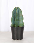 Cuddly Cactus - 4" Live Plant