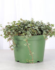 Pilea Aquamarine Plant - 6" Live Plant