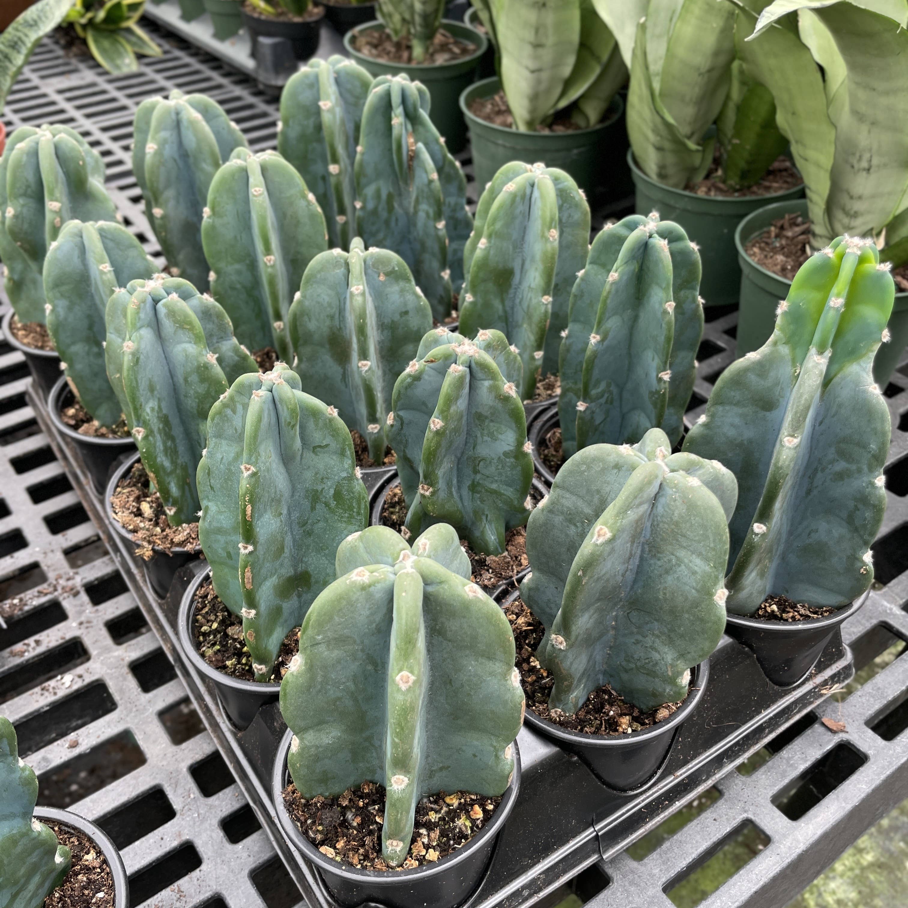 Cuddly Cactus - 4" Live Plant