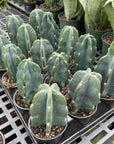 Cuddly Cactus - 4" Live Plant