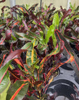 Mammy Croton - Live Plant