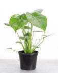 Monstera Deliciosa - Live Plant