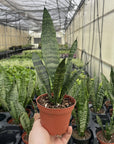 Snake 'Zeylancia', Snake Plant - Live Plant