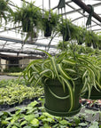 Curly Spider Plant - Hanging - 6" Live Plant