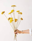 Dried Yellow Yarrow