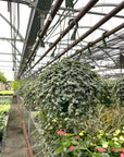 Pilea Aquamarine Plant - 6" Live Plant
