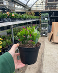 Spring Easter Cactus - Live Plant - Assorted Color