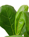 Ficus Lyrata 'Fiddle Leaf Fig'