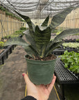 Snake 'Zeylancia', Snake Plant - Live Plant
