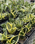 Bird's Nest Snake Plant - Live Plant - Assorted Varieties