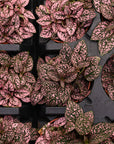 Pink Splash Plant - Live Plant: 4" Pot