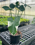 Alocasia Mickey Mouse - Live Plant