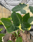 Alocasia Mickey Mouse - Live Plant