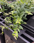 Lipstick Japhrolepis Plant - 4" Live Plant