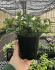 Goldfish Plant - Live Plant