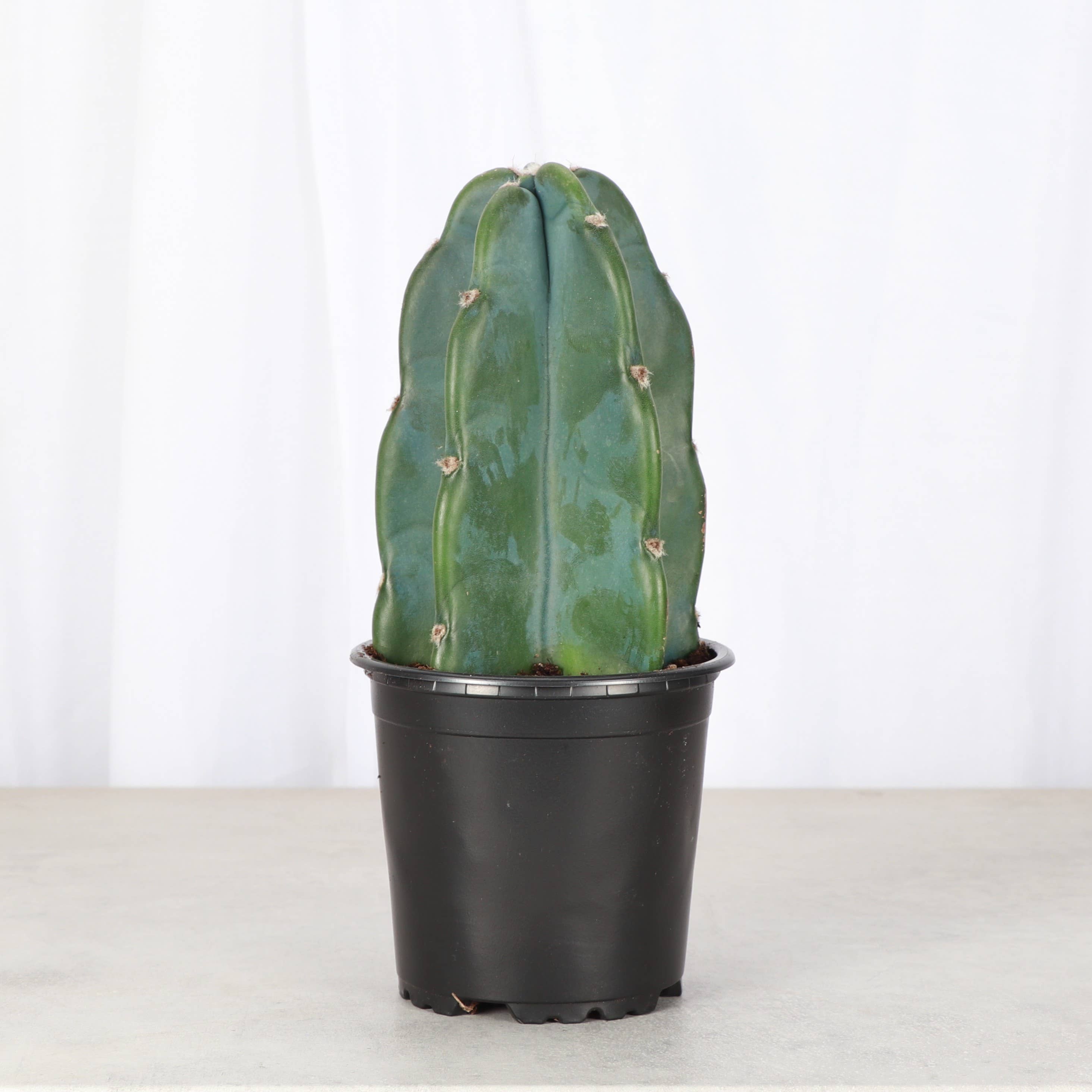 Cuddly Cactus - 4" Live Plant
