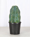 Cuddly Cactus - 4" Live Plant