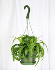Curly Spider Plant - Hanging - 6" Live Plant