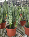 Snake 'Zeylancia', Snake Plant - Live Plant
