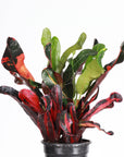 Mammy Croton - Live Plant
