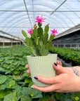 Spring Easter Cactus - Live Plant - Assorted Color