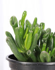 Ogre Ears Jade Plant - Live Plant