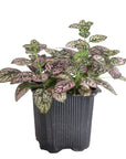 Pink Splash Plant - Live Plant: 4" Pot