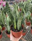Snake 'Zeylancia', Snake Plant - Live Plant