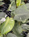 Philodendron White Princess - 6" Live Plant in Ceramic Planter